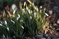 Galanthus nivalis-2 Śnieżyczka przebiśnieg